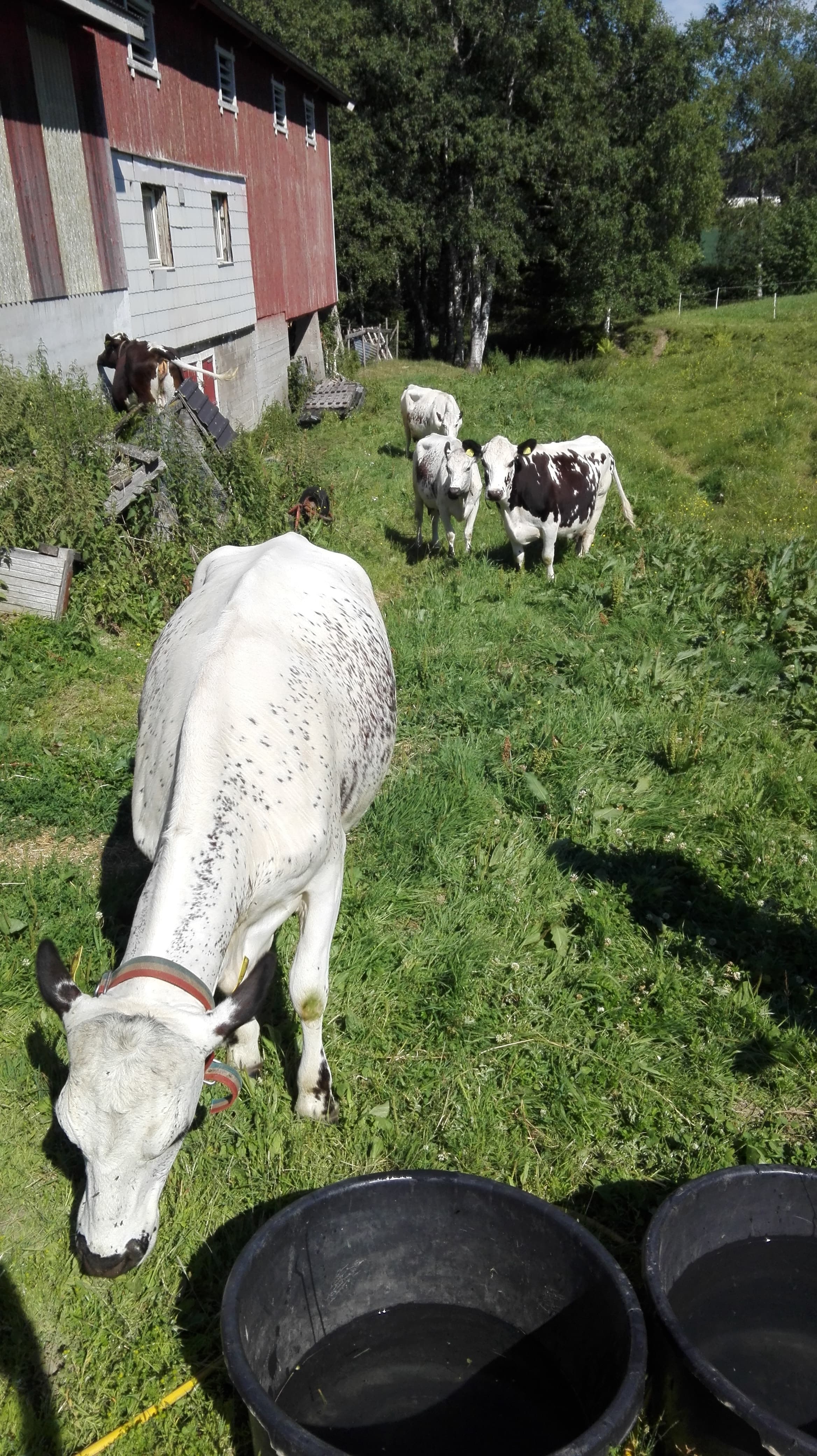 Norsko 2018 - Image 8